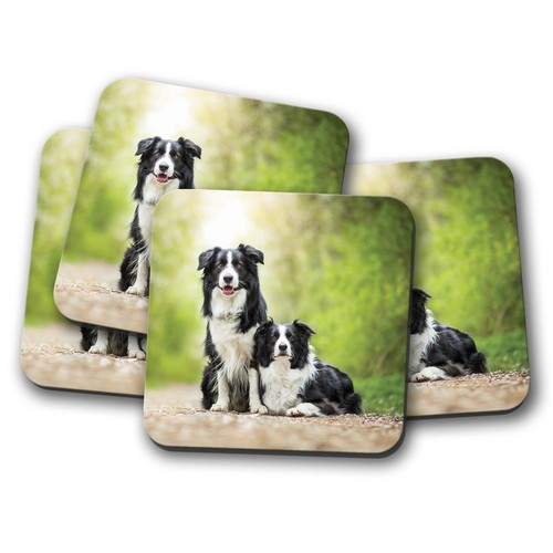 Set border collie pair - set,