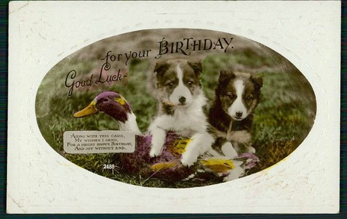 Puppy collie dog - with, duck