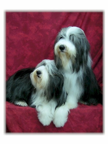 Bearded collie pair 10 - collie,