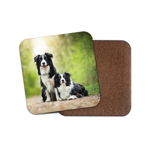 Border collie pair - pair, drinks