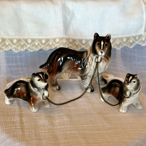 Collie dog family - collie,