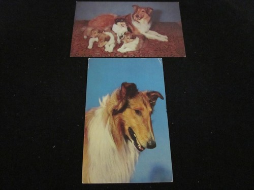 Lot cute collie - of, dog